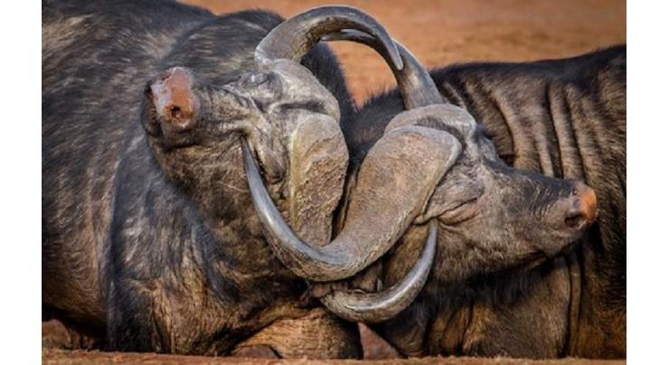 Zimbabwe allows bow-and-arrow hunting for buffalo
