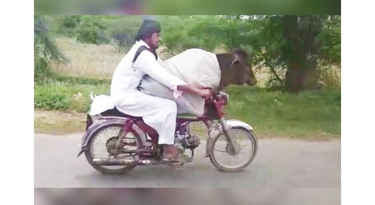 Only in Pakistan! Watch man riding bike with a cow