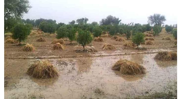 Due to heavy rains, about 1.3 million tonnes of wheat crop had been damaged in Punjab