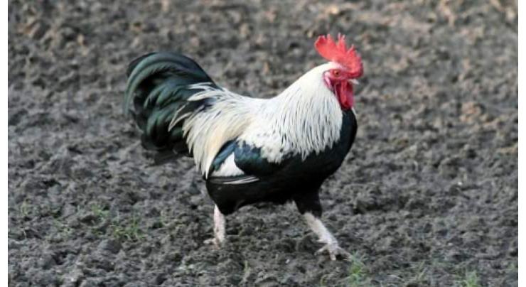 Noisy cockerel exposes tensions in rural France
