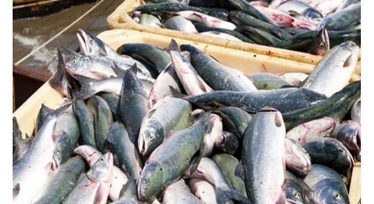 'Chinese collaboration can increase Pakistan fisheries exports'
