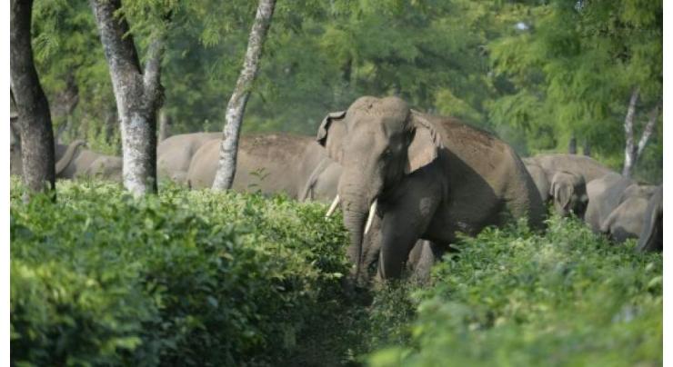 Wild elephant gores Thai farmer to death
