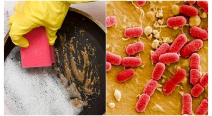 Viruses found in kitchen sponges may eat bacteria: study

