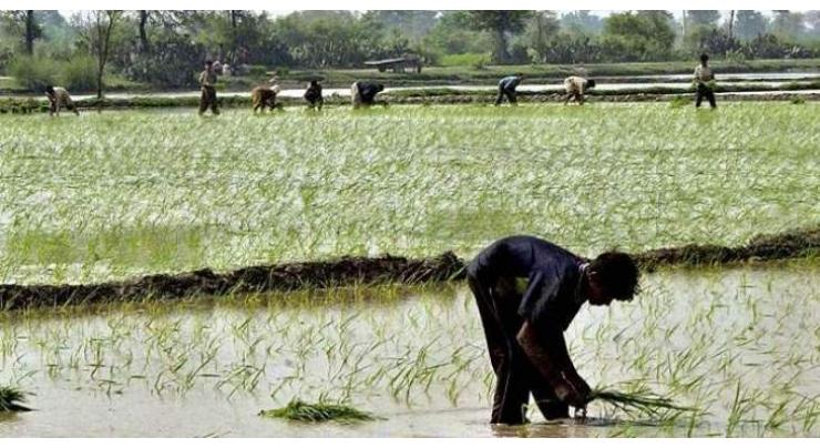 Rice cultivation should be completed by July 31 in Faisalabad `	
