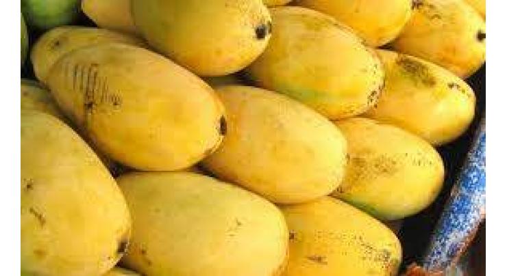 Pakistani mangoes hit the UAE markets
