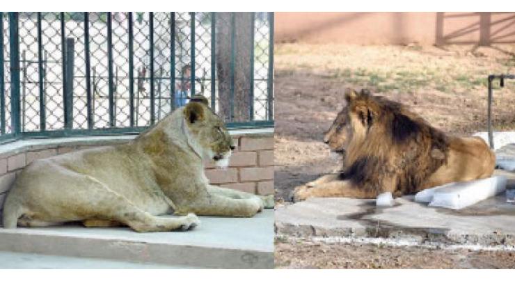 Islamabad High Court unhappy over poor arrangements for zoo animals
