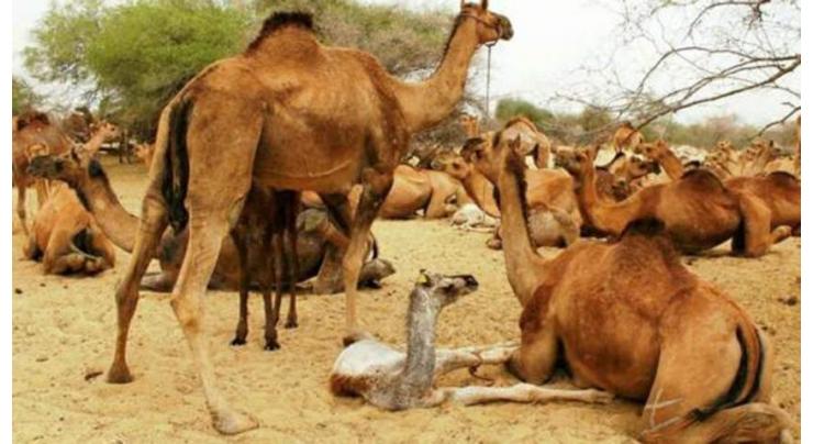 Adoption of camel milk can reduce malnutrition ratio: experts

