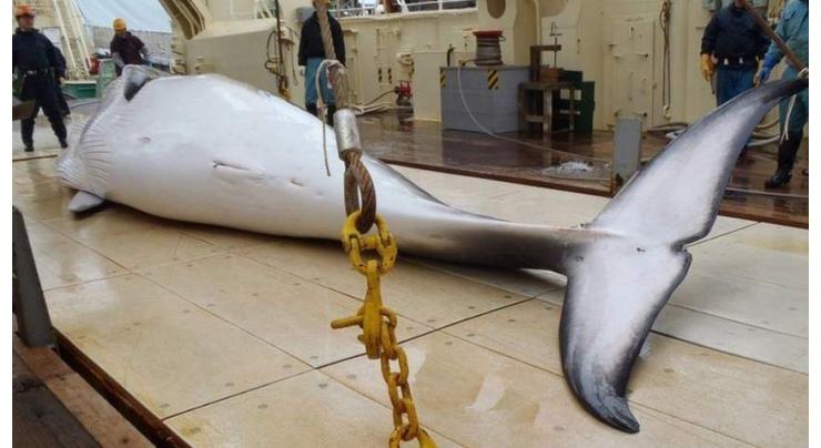 Japanese whalers set sail for commercial hunting