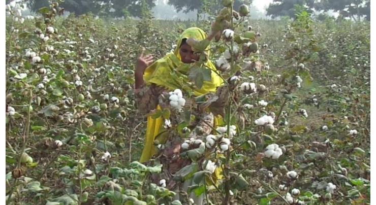 Cotton sowing witnesses increase of 14%
