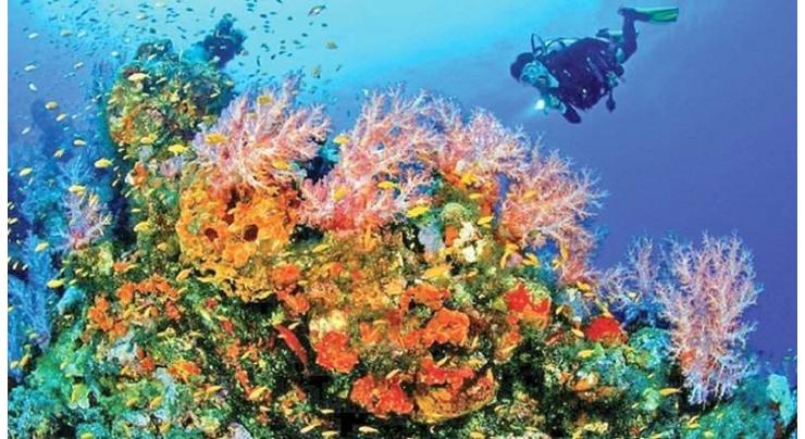 90 pct of Sri Lanka's live coral reefs dead: marine protection agency

