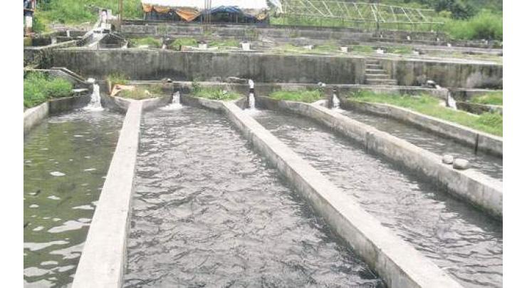 Govt. taking interest in promotion of fish farming in merged districts
