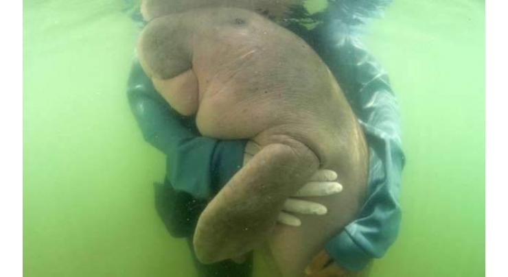 New orphan dugong named 'handsome sea prince' by Thai royal
