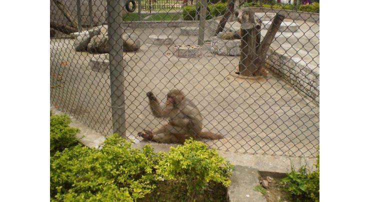 Experts call for citizen engagement, education  to help protect zoos
