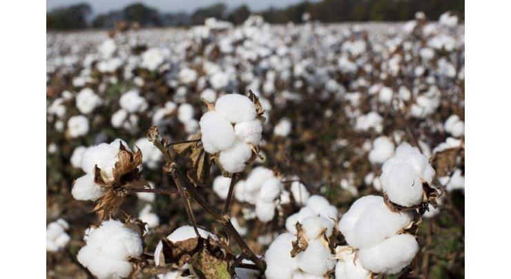 New high yielding cotton variety developed at CRI Multan
