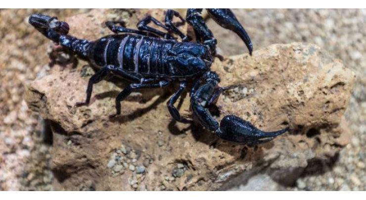 Customs intercept 14 living scorpions in E China
