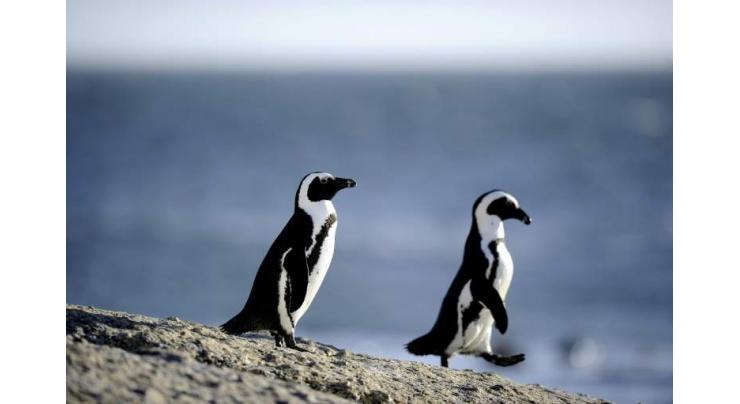 Refuelling under scrutiny as S.Africa penguins hit by oil spill
