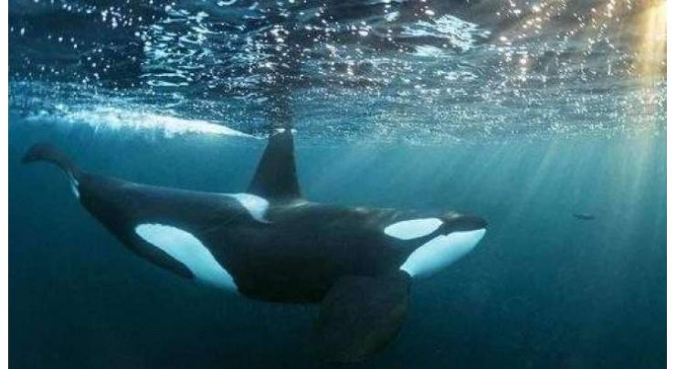 Three More Orcas Leave Russia's 'Whale Jail' to Be Released Into Wild