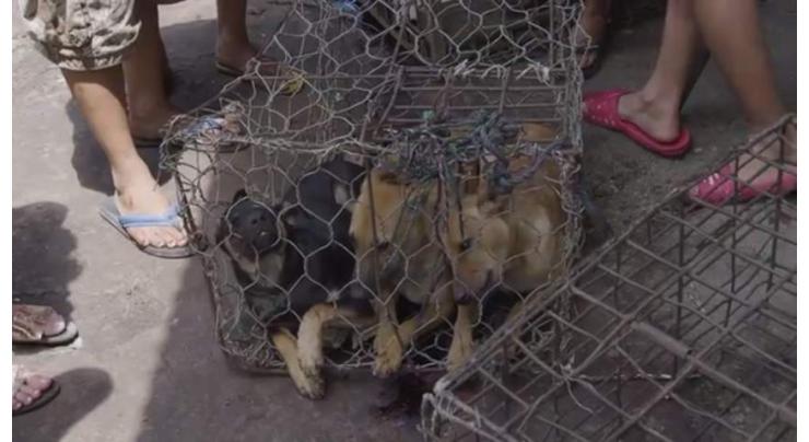 South Korea dog meat protesters hounded by farmers
