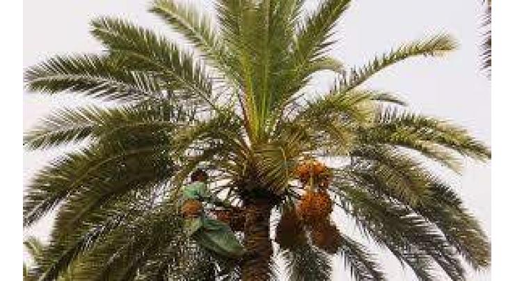 Dates Exporters of Pakistan participates in World Palm Dates Expo in