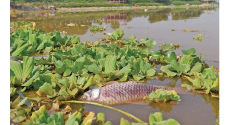 NIH, NARC to determine cause of dead fish in Rawal Dam
