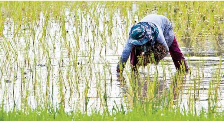 Over Rs 40 billion earmarked for agri sector development
