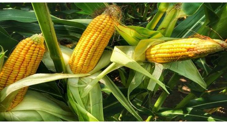 Maize be cultivation till Aug 20
