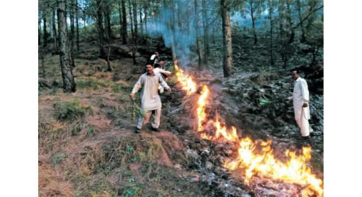 Senate body concerned about repeated forest fires in KP, Murree
