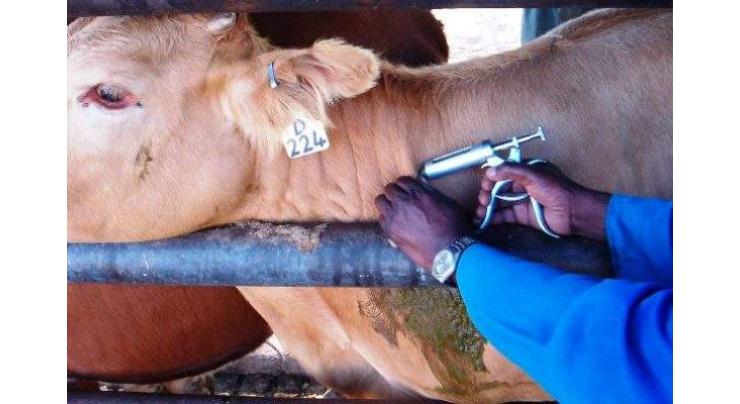 1,226,193 cattle to be vaccinated in district
