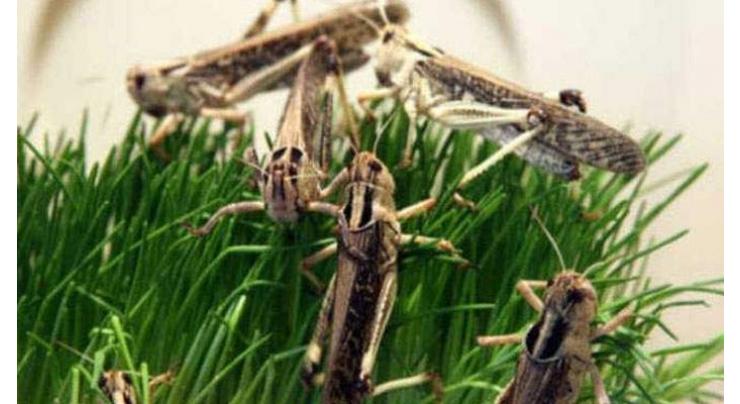 Locusts attack enters in Punjab, Agriculture department sprays urgently