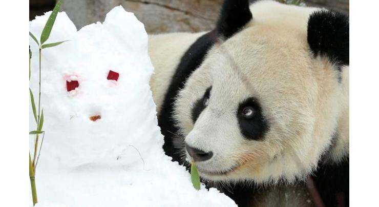 Moscow Zoo to Celebrate Birthdays of 2 Giant Pandas in Late July - Director