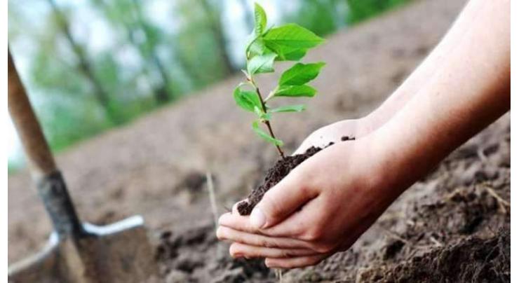 Tree plantation to be carried out on Independence Day: DC Sanghar
