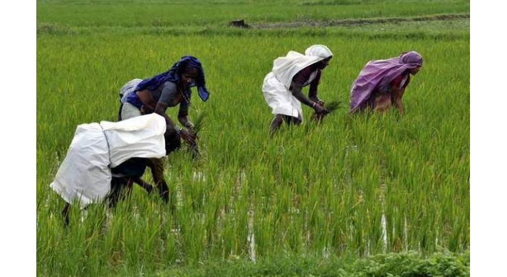 Technical assistance provided to farmers for bumper crop
