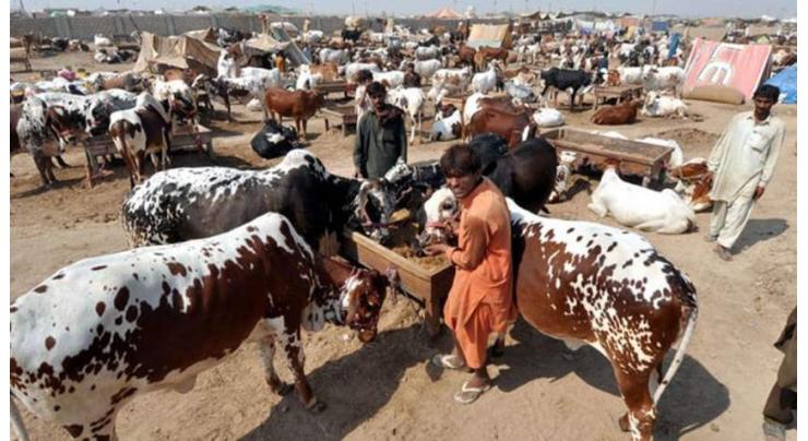Seminar on Congo fever held, DC directs for spray in cattle markets
