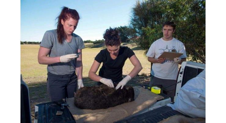 Aussie drug offers hope for stamping out wombat-killing disease
