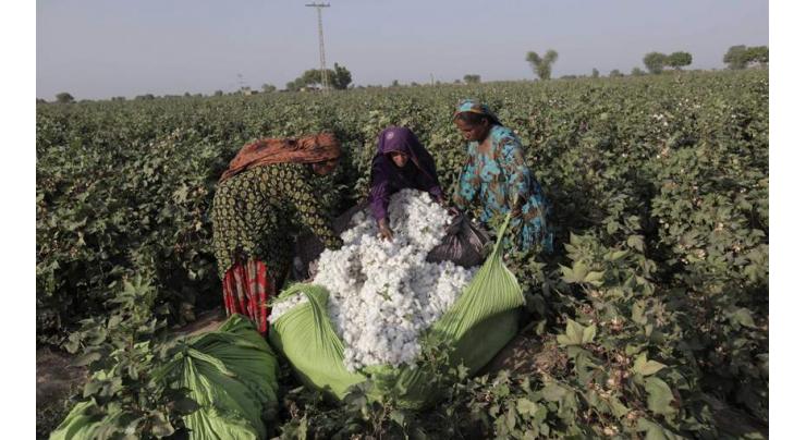 Pest scouting must to save cotton
