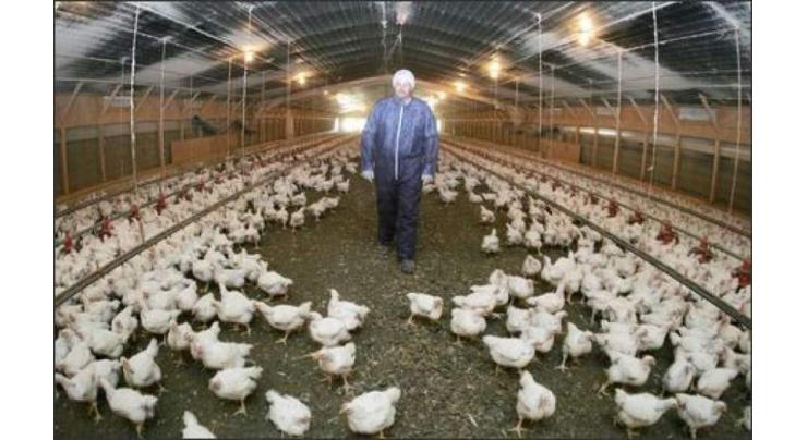 Federal govt to provide Rs900mln for launching of Poultry & lambs fattening schemes

