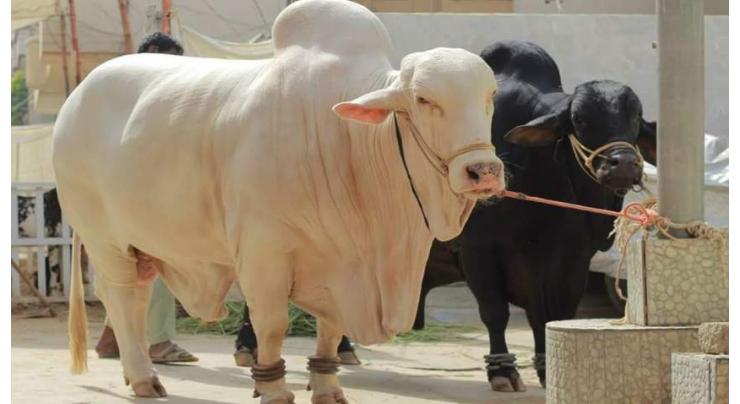 Sacrificial animals' sale reaches to peak in KP
