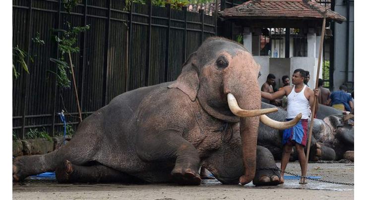 Sri Lanka probes elephant cruelty at Buddhist parade
