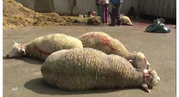 WSSP disposes of 12,744 tons offal, remains of sacrificial animals
