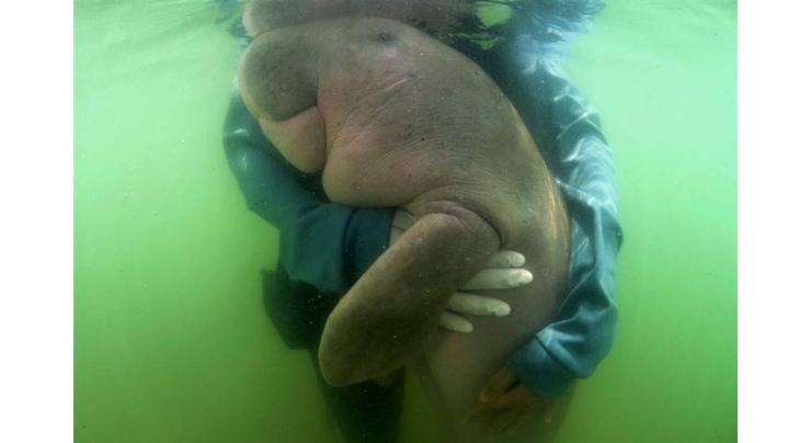 Beloved baby dugong 'Mariam' dies in Thailand with plastic in stomach
