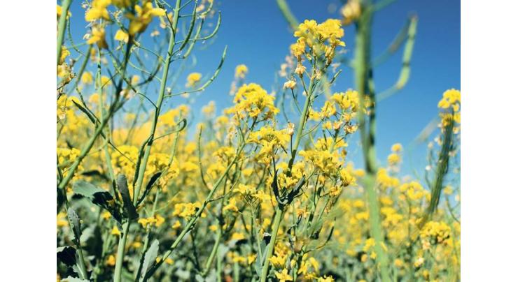 Growers urged to cultivate approved canola varieties by Oct 20
