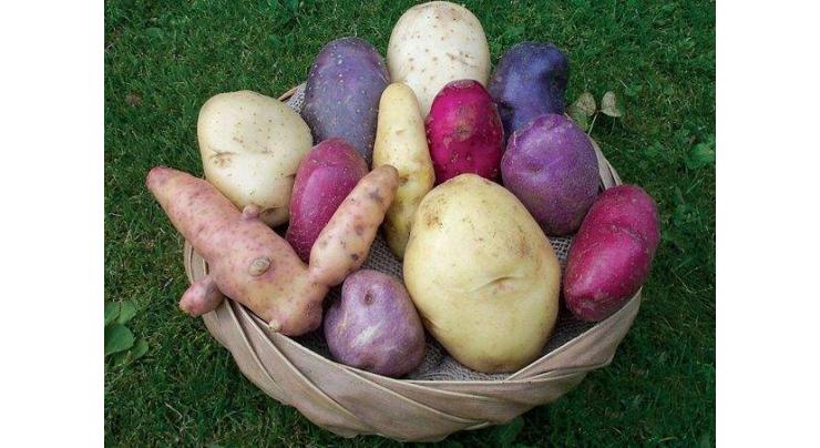 PARC recommends 11 new potato verities for commercial cultivation

