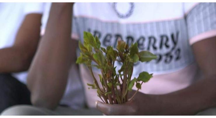 In Ethiopia, a rehab centre takes on khat addiction
