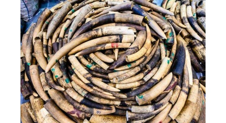Yahoo Japan to end ivory trade on its websites
