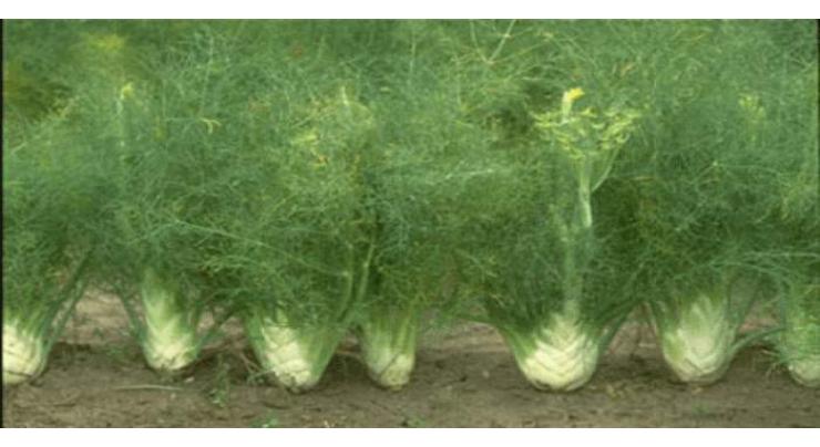 Farmers advised to start fennel cultivation in Sept
