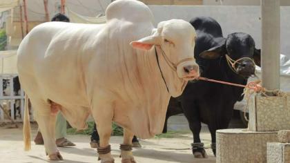 Sacrificial Animals Sale Reaches To Peak In KP - UrduPoint