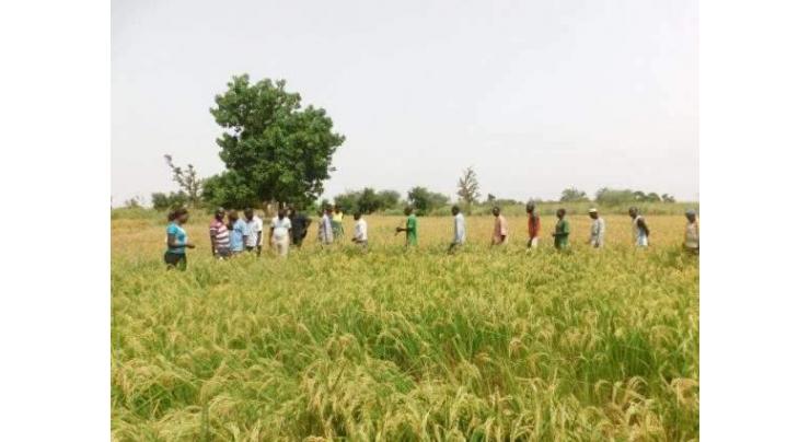 PARC recommends 07 new rice verities for commercial cultivation in Pakistan
