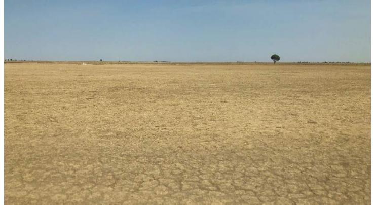 Restore land to save the planet, says head of UN body combating desertification
