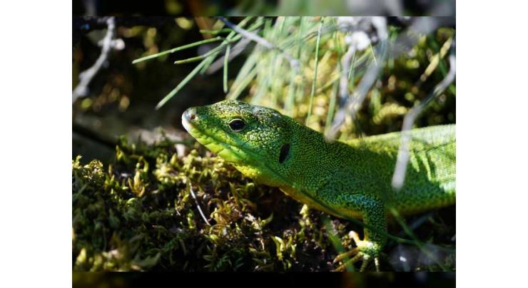 Lacertid lizards may be unable to cope with climate change