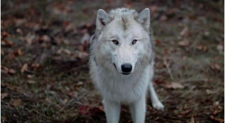 Wolf hunting to breed Wolf Dog revealed in Potohar region
